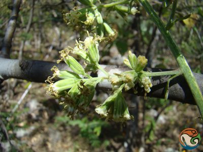Psacalium megaphyllum, photographed by Eugenio Padilla