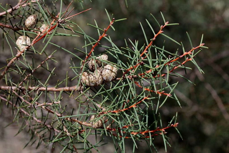 Hakea mitchellii, photographed by Lorraine Phelan