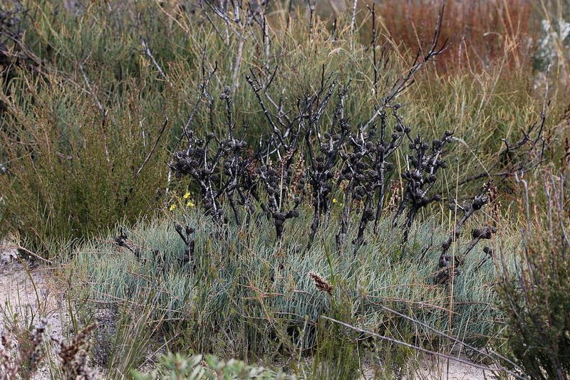 Allocasuarina pusilla, photographed by Lorraine Phelan