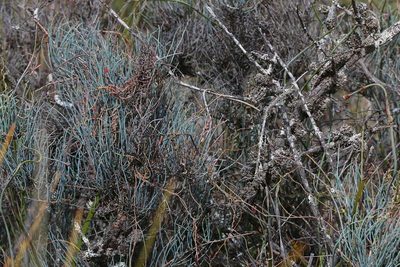 Allocasuarina pusilla, photographed by Lorraine Phelan