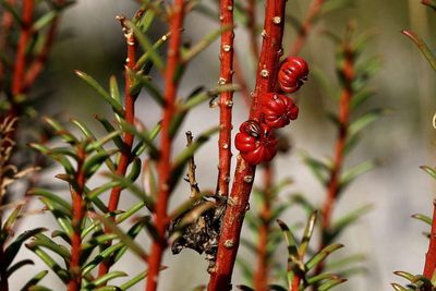 Gyrostemon australasicus, photographed by Lorraine Phelan