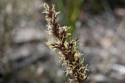 Lepidosperma viscidum, photographed by Lorraine Phelan