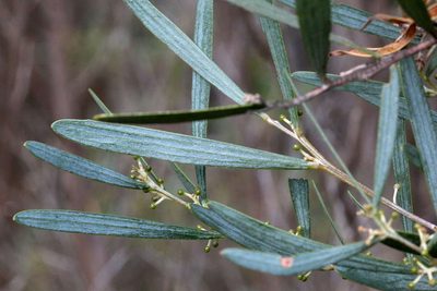 Acacia trineura, photographed by Lorraine Phelan