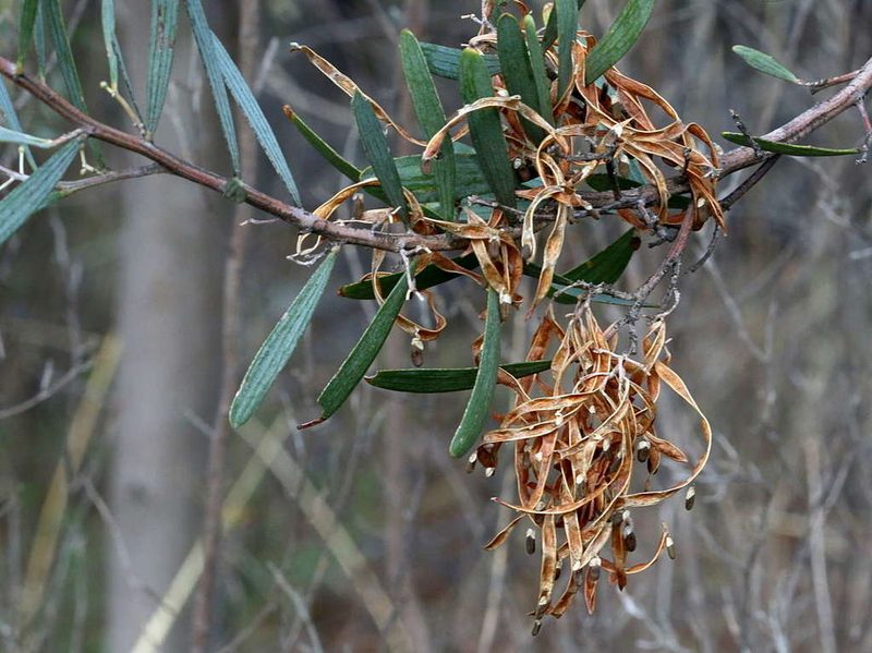 Acacia trineura, photographed by Lorraine Phelan