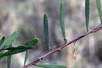 Acacia trineura, photographed by Lorraine Phelan