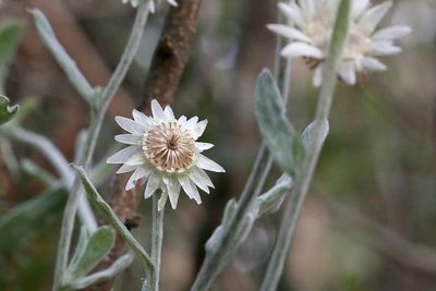 Argentipallium blandowskianum, photographed by Lorraine Phelan