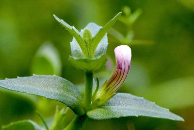 Gratiola peruviana, photographed by Lorraine Phelan