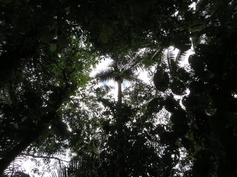 Astrocaryum chambira, photographed by Jens-Christian Svenning