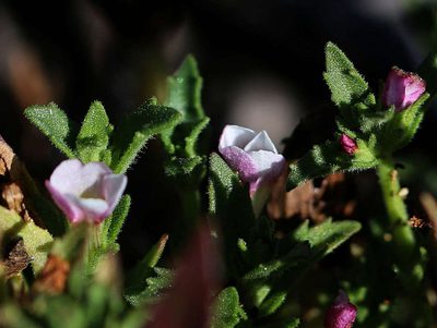 Gratiola pubescens, photographed by Lorraine Phelan