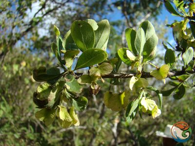 Wimmeria microphylla, photographed by Eugenio Padilla