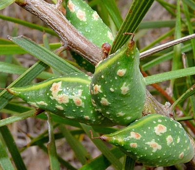 Hakea ulicina, photographed by Lorraine Phelan