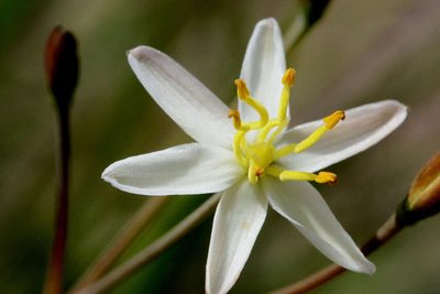 Thelionema caespitosum, photographed by Lorraine Phelan