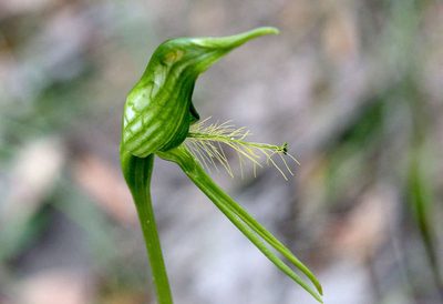 Pterostylis unicornis, photographed by Lorraine Phelan