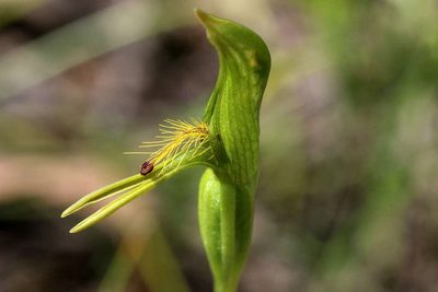 Pterostylis tasmanica, photographed by Lorraine Phelan