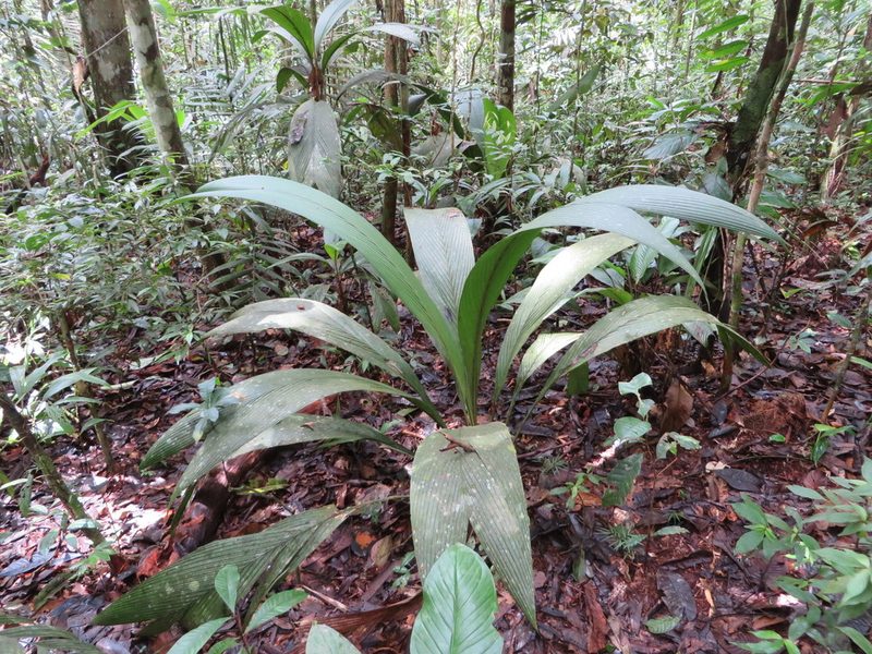 Geonoma macrostachys, photographed by Jens-Christian Svenning