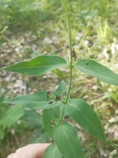 Vincetoxicum scandens, photographed by Екатерина Кропочева