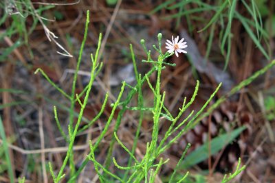 Symphyotrichum adnatum, photographed by Lauren McLaurin