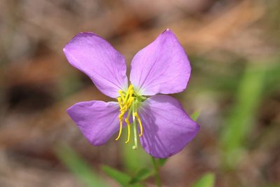 Rhexia nashii, photographed by Lauren McLaurin