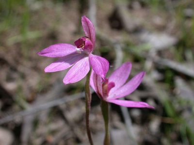 Caladenia ornata, photographed by Lorraine Phelan