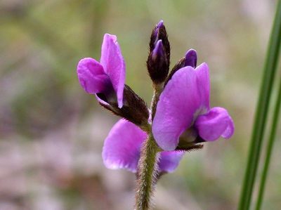 Glycine latrobeana, photographed by Lorraine Phelan