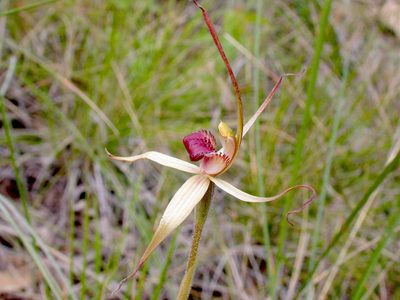Caladenia oenochila, photographed by Lorraine Phelan