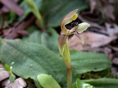 Chiloglottis trapeziformis, photographed by Lorraine Phelan