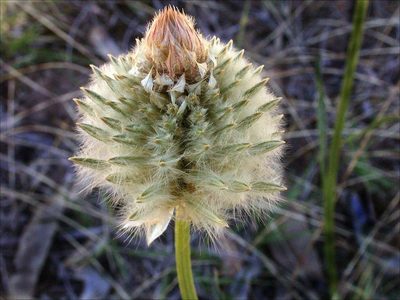 Ptilotus macrocephalus, photographed by Lorraine Phelan