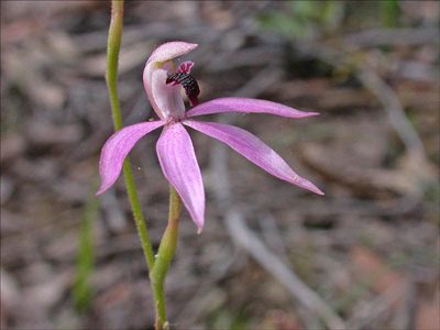 Caladenia congesta, photographed by Lorraine Phelan