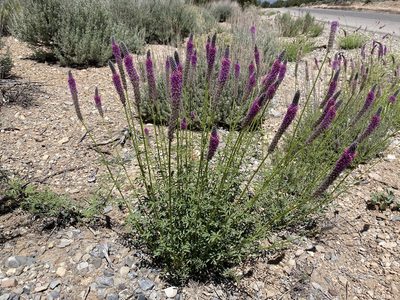 Dalea searlsiae, photographed by Matt Berger