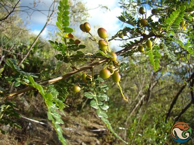 Bursera bipinnata, photographed by Eugenio Padilla
