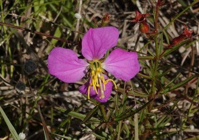 Rhexia cubensis, photographed by Claire Herzog