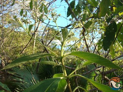 Lippia myriocephala, photographed by Eugenio Padilla