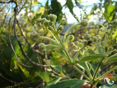 Lippia myriocephala, photographed by Eugenio Padilla