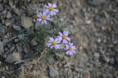 Asterothamnus heteropappoides, photographed by Pavel Komkov