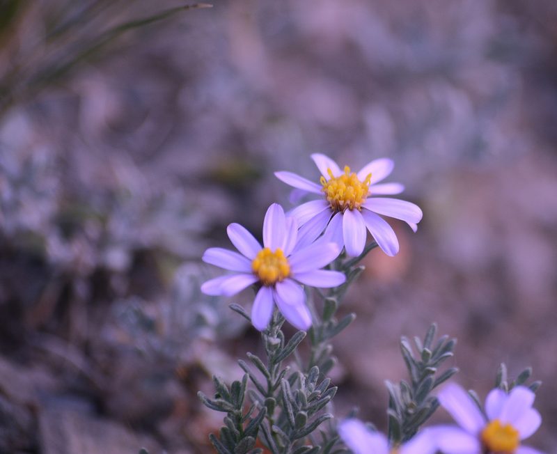 Asterothamnus heteropappoides, photographed by Pavel Komkov