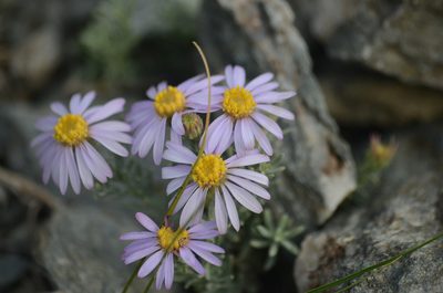 Asterothamnus heteropappoides, photographed by Pavel Komkov