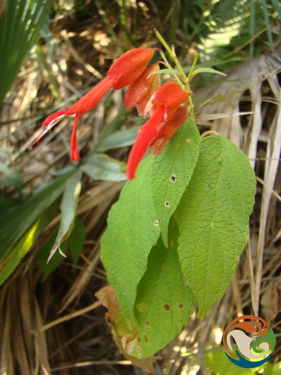 Salvia sessei, photographed by Eugenio Padilla