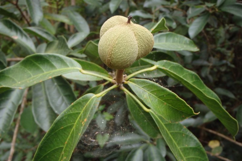 Garcia nutans, photographed by Iván Cumpián
