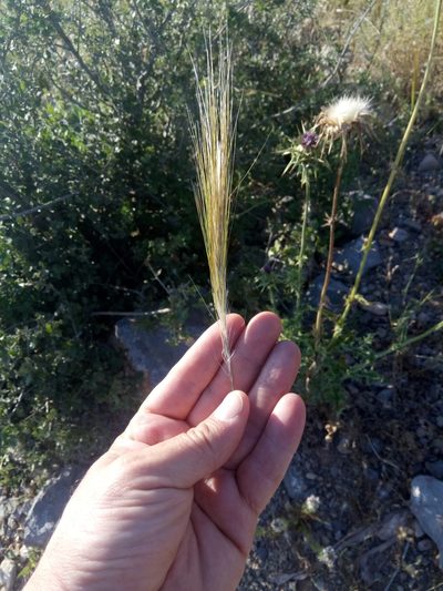Stipellula capensis, photographed by Karim Haddad