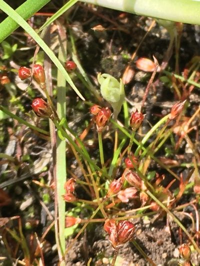 Juncus kelloggii, photographed by Spencer Quayle