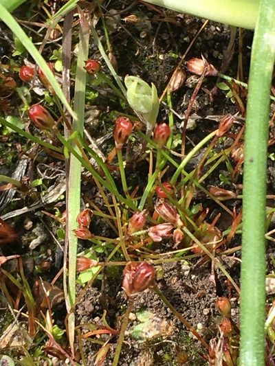Juncus kelloggii, photographed by Spencer Quayle