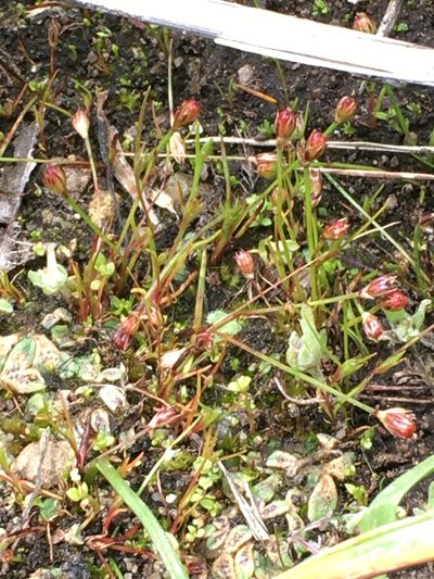 Juncus kelloggii, photographed by Spencer Quayle