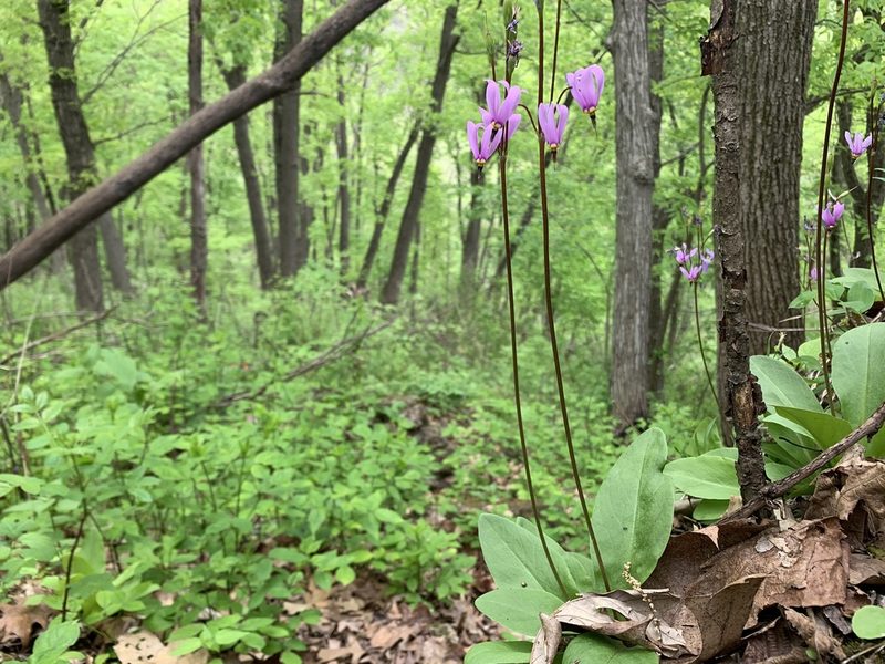Primula fassettii, photographed by Brandon Corder