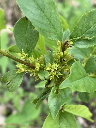 Rhamnus lanceolata, photographed by Brandon Corder