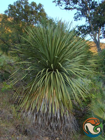 Dasylirion serratifolium, photographed by Eugenio Padilla