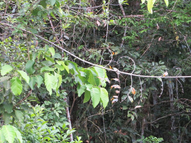 Uncaria guianensis, photographed by Jens-Christian Svenning