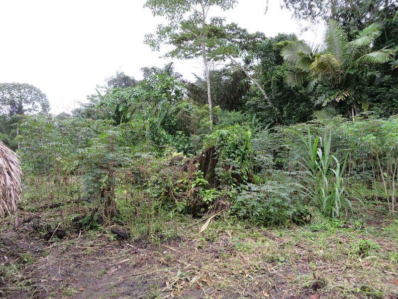 Astrocaryum murumuru, photographed by Jens-Christian Svenning