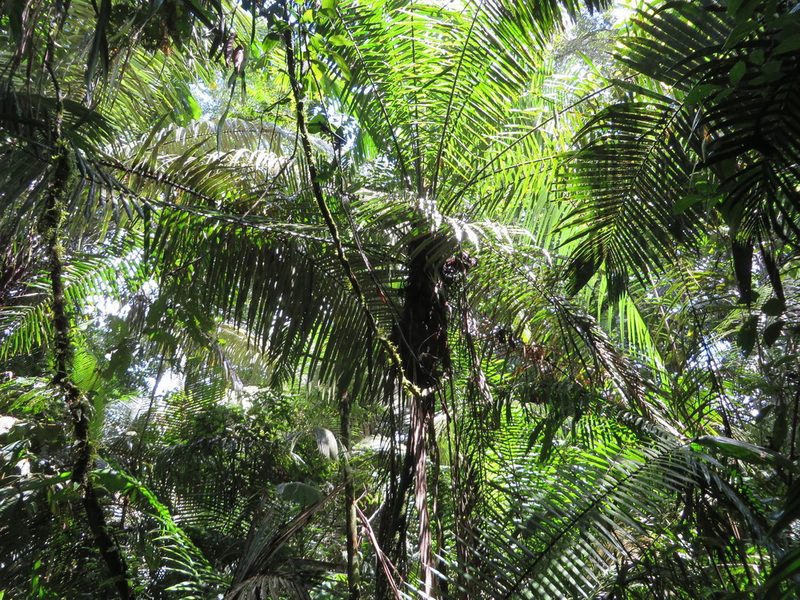 Phytelephas tenuicaulis, photographed by Jens-Christian Svenning