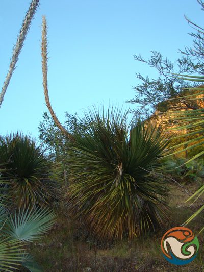 Dasylirion serratifolium, photographed by Eugenio Padilla