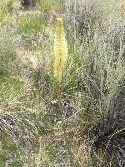 Thelypodium crispum, photographed by Steve Matson